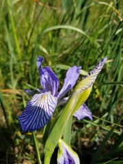 Iris longipetala
