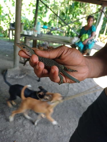 Varanus jobiensis observed 2026-03-21
