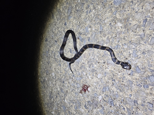 Stephens' Banded Snake