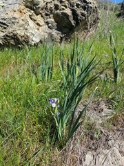 Iris longipetala