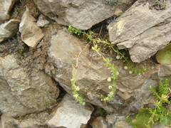 Galium verrucosum