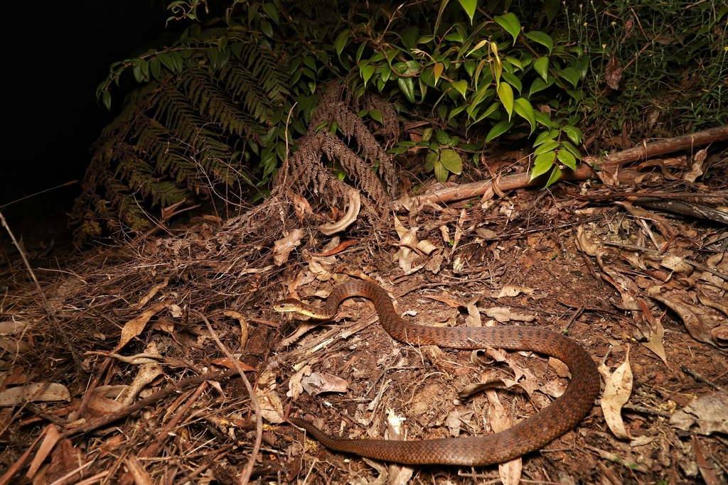 Rough-scaled Snake