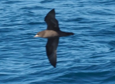 Flesh-footed Shearwater