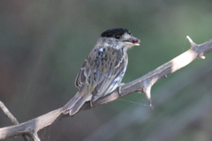 African Broadbill photo 1