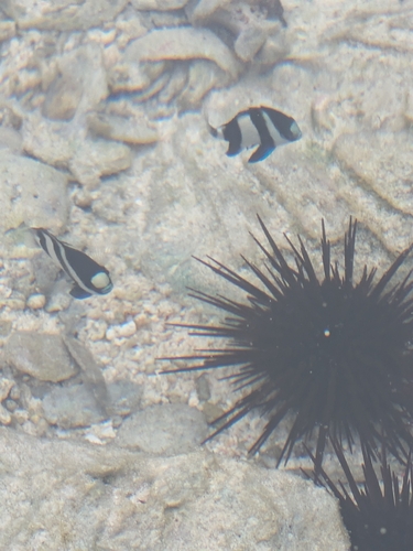 Dascyllus abudafur
