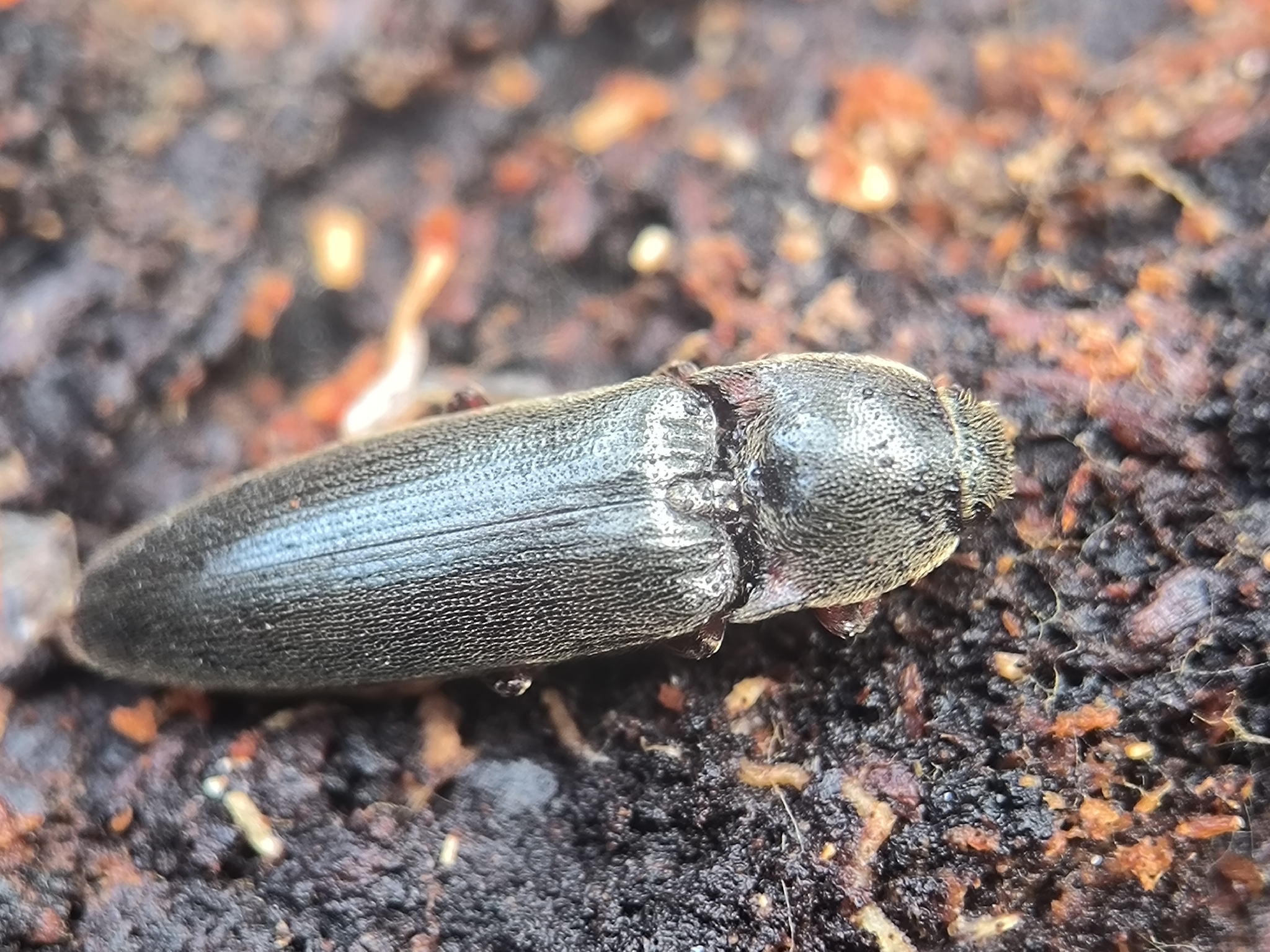Melanotus villosus