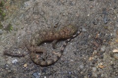 Gekko monarchus