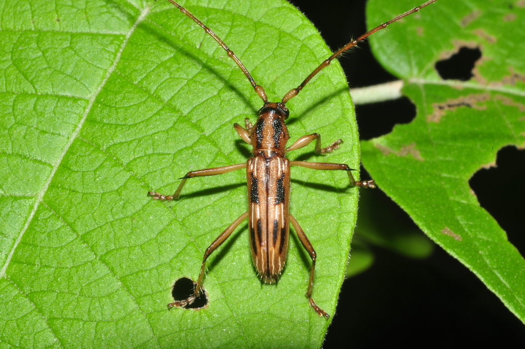 Eburodacrys rhabdota