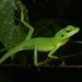 Southeast Asian Green Forest Lizards - Photo (c) John Sullivan, some rights reserved (CC BY-NC), uploaded by John Sullivan