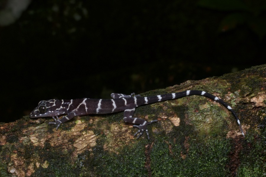 Banded Forest Gecko