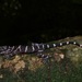 Banded Forest Gecko - Photo (c) John Sullivan, some rights reserved (CC BY-NC)