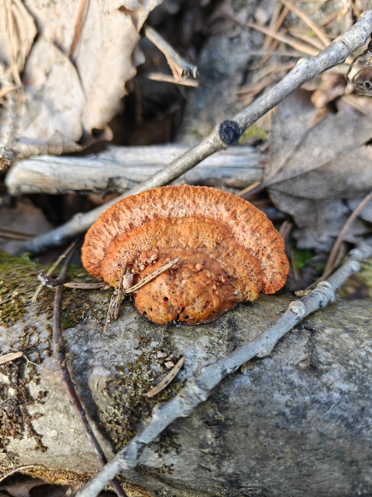 Trametes cinnabarina · March 2026 · photo: © maijaihanpihalla (iNaturalist, cc-by)