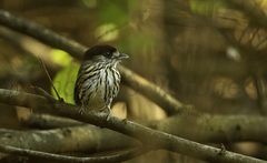 African Broadbill photo 2