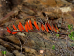 Astroloba rubriflora