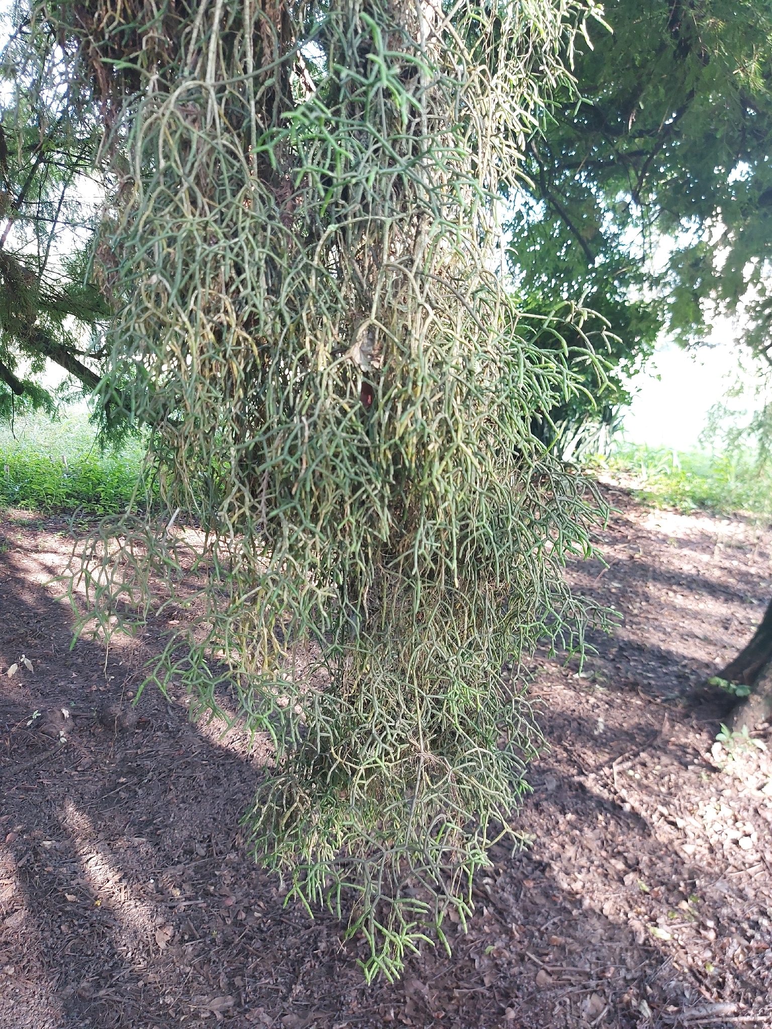 Rhipsalis Cereuscula (Rhipsalis cereuscula)