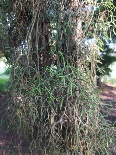 Rhipsalis cereuscula, photograph 5