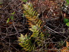 Astroloba rubriflora