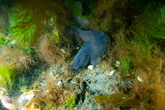 Zoarcidae