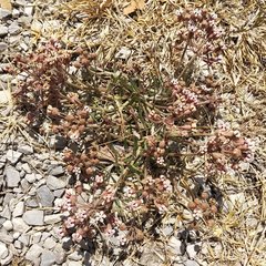 Asclepias senecionifolia