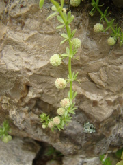 Galium verrucosum