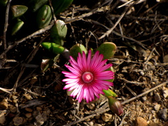 Acrodon purpureostylus