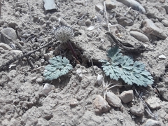Cymopterus globosus