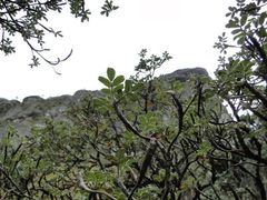 Polylepis reticulata