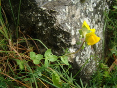Linaria platycalyx
