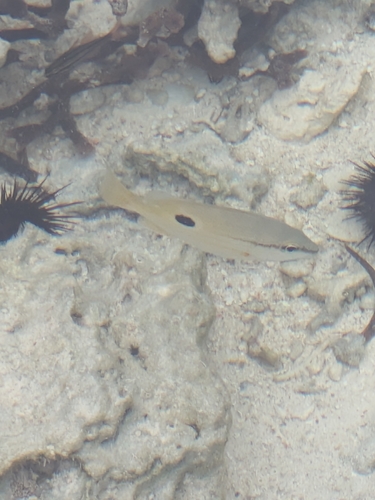 Lutjanus fulviflamma