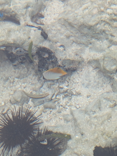 Chaetodon auriga