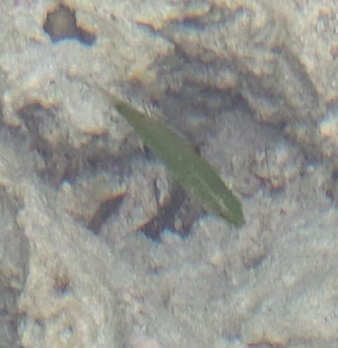 Thalassoma lunare