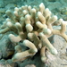 Finger Coral - Photo (c) sea-kangaroo, some rights reserved (CC BY-NC-ND), uploaded by sea-kangaroo