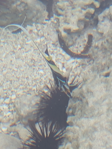 Zanclus cornutus