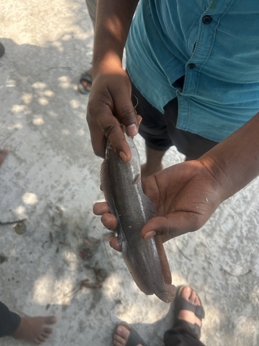 Waghur Catfish