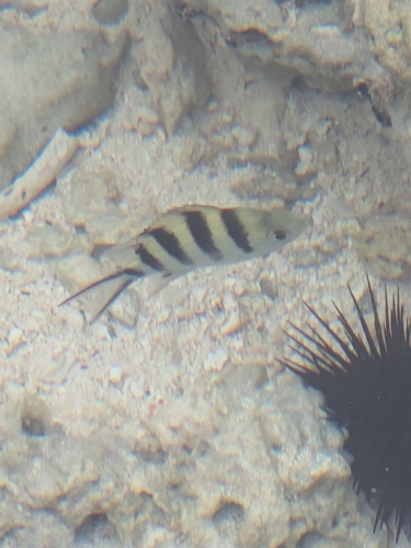 Abudefduf sexfasciatus
