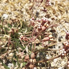 Asclepias senecionifolia