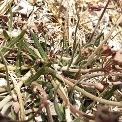 Asclepias senecionifolia