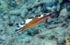 Serranus tabacarius