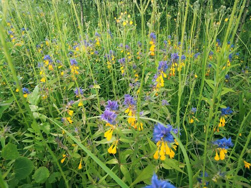 Wood Cow-wheat (Melampyrum nemorosum)