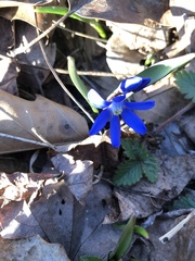 Scilla siberica