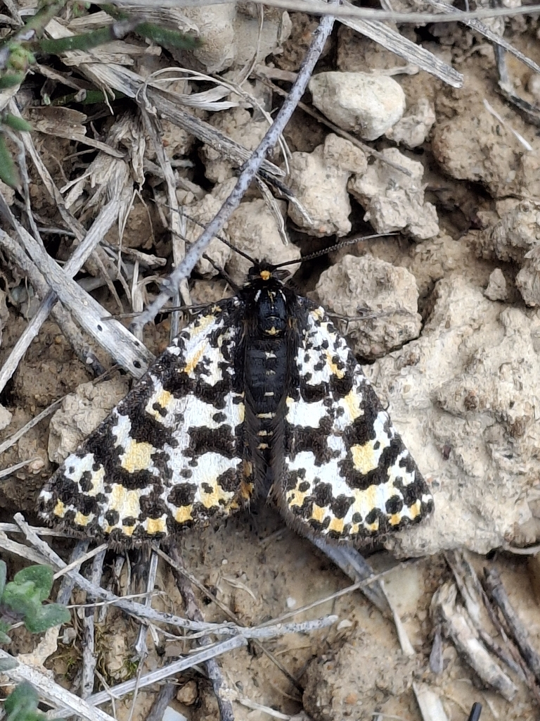 Eurranthis plummistaria