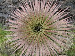 Puya clava-herculis