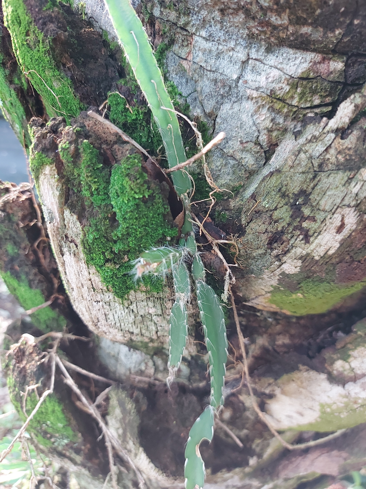 Lepismium cruciforme