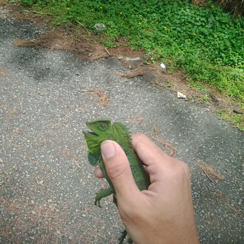 Chameleon Anglehead Lizard (Gonocephalus chamaeleontinus)