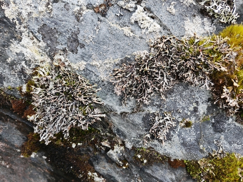 Hypogymnia vittata observed 2026-03-27