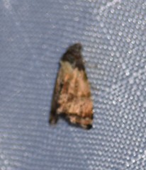 Tripudia goyanensis