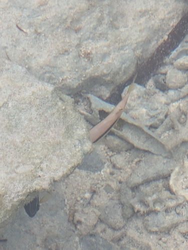 Parupeneus macronemus
