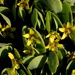 Zygophyllum cordifolium - Photo (c) Gawie Malan, some rights reserved (CC BY-NC), uploaded by Gawie Malan
