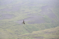 Falco peregrinus pealei
