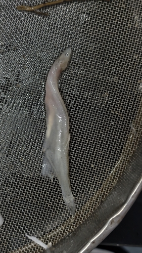 Jordan's icefish (Neosalanx jordani) — Salangidae — 3